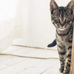 5 причин, почему кота пускают первым в дом на новоселье