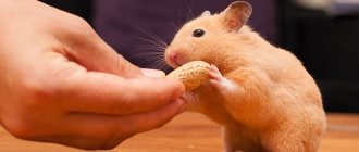 Peanuts for the hamster