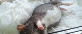 Беременная крыса