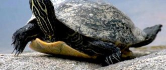 Более 400 имен для черепах - Унисекс имена для черепах