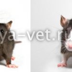 domestic rat diseases