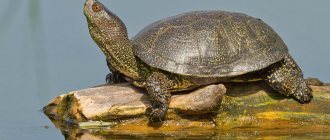 Swamp turtle