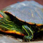 What to feed a red-eared turtle - what can you give and what can you not?
