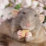 Чем можно и нельзя кормить домашнюю крысу