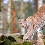 What does the lynx eat: photo, description, habitat