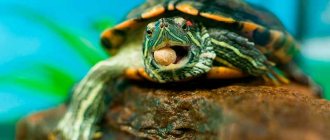 Turtle eats