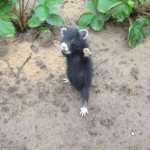 black wild hamster photo