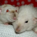 What to do if your rat is breathing heavily?