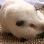 What can guinea pigs eat?