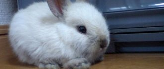 How old do decorative rabbits live?