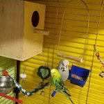 Parrot nesting house