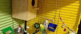 Домик для гнездования попугаев