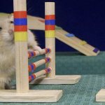 Hamster training