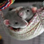 Two rats on a hammock