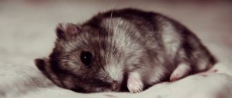 Djungarian hamster dies