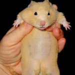 Photo of a pregnant Syrian hamster