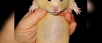 Photo of a pregnant Syrian hamster