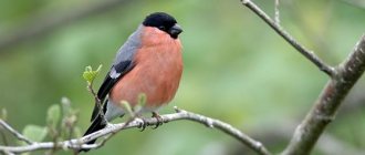 Where do bullfinches and tits live in summer?