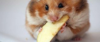 Hamster eats an apple