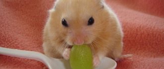 Hamsters eat grapes