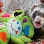 Ferret with a toy