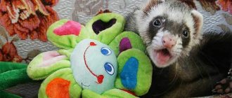 Ferret with a toy