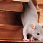 Как избавиться от крысы в доме