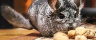 How to feed a chinchilla at home: what you can eat and what you can’t