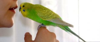 How to tame a parrot: basic methods of taming