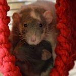 How rats reproduce: breeding and mating