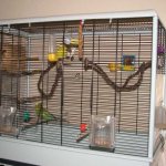 how to choose a cage for a budgie