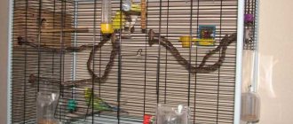 how to choose a cage for a budgie