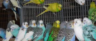 How to choose a budgie: preparation, choice of bird, adaptation