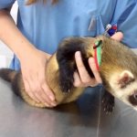 Ferret castration and sterilization
