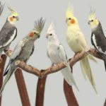cockatiels on a branch