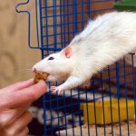 Косточки цитрусовых исключаем из рациона крысы