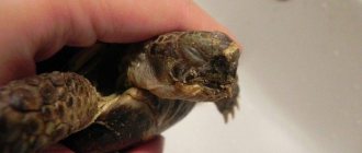 Red-eared slider does not eat