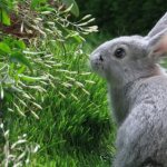 Кролик на газоне