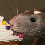 Rat eats sweets