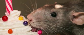 Крыса ест сладкое