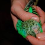 molting in budgies