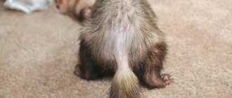 ferret&#39;s tail is going bald