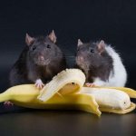 Is it possible to give banana to rats?