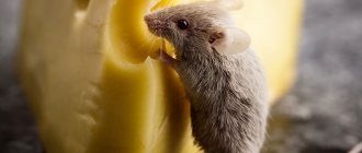 Can pet rats eat cheese and dairy products?