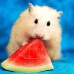 Can hamsters eat watermelon? Why is this product dangerous for Djungarian and Syrian hamsters?