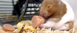 Can hamsters eat meat and fish (chicken, lard, sausages)