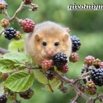Mouse-animal-lifestyle-and-habitat-of-mice-8