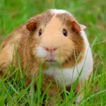 Observing the sounds and movements of a guinea pig