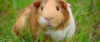 Observing the sounds and movements of a guinea pig