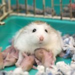Newborn hamsters: how to properly care for babies, growth and development